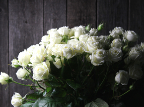 Roses | Белые Розы