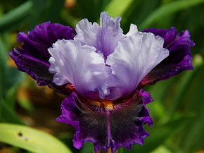 Irises | Ирисы