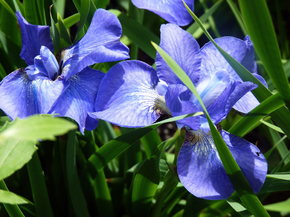 Irises | Ирисы