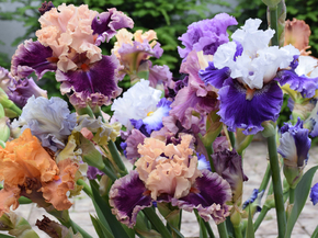 Irises | Ирисы