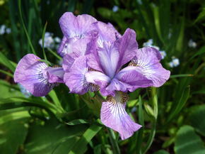 Irises | Ирисы