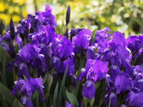 Irises | Ирисы