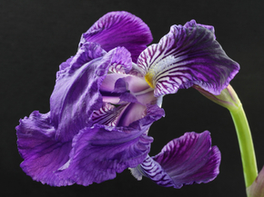 Irises | Ирисы