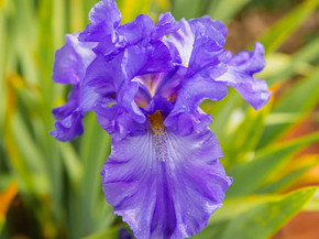 Irises | Ирисы