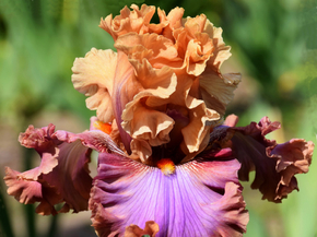 Irises | Ирисы