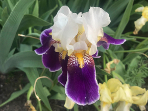 Irises | Ирисы