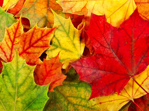 Foliage | Листья Foliage | Листья