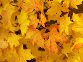 Foliage | Листья