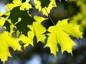 Foliage | Листья