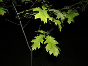 Foliage | Листья Foliage | Листья