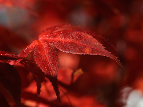 Foliage | Листья