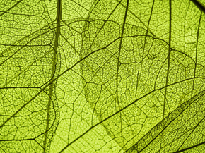 Foliage | Листья