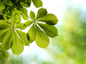 Foliage | Листья Foliage | Листья