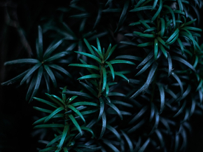 Foliage | Листья