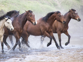 Horses | Лошади