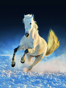 Horses | Лошади