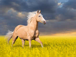 Horses | Лошади