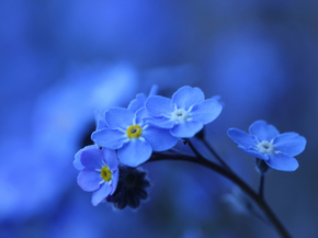 Forget-me-not | Незабудка