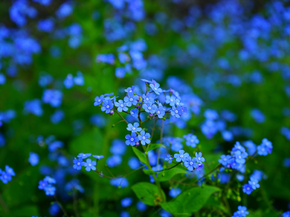 Forget-me-not | Незабудка
