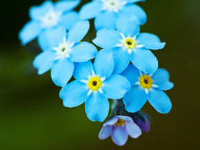 Forget-me-not | Незабудка