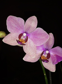 Orchid | Орхидеи