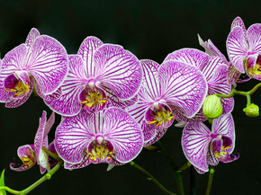 Orchid | Орхидеи