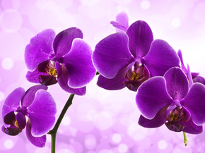 Orchid | Орхидеи