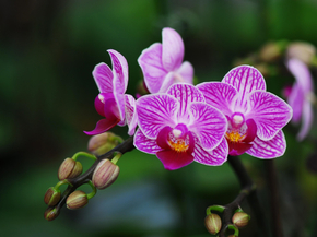 Orchid | Орхидеи