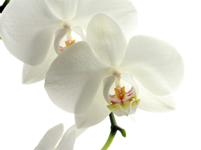 Orchid | Орхидеи