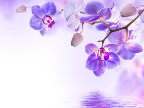Orchid | Орхидеи