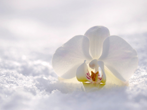 Orchid | Орхидеи