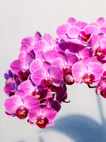 Orchid | Орхидеи