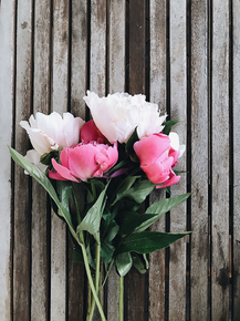 Peonies | Пионы