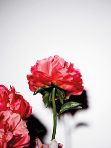 Peonies | Пионы