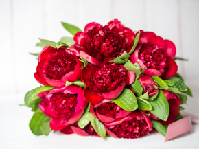Peonies | Пионы
