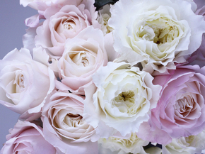 Peonies | Пионы