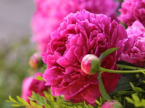 Peonies | Пионы