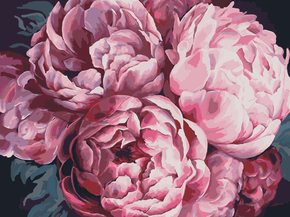Peonies | Пионы