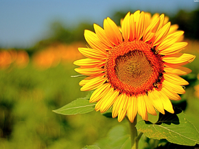 Sunflowers | Подсолнухи