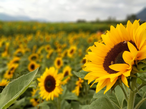 Sunflowers | Подсолнухи