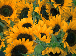 Sunflowers | Подсолнухи