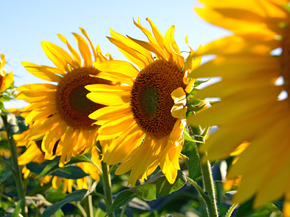Sunflowers | Подсолнухи
