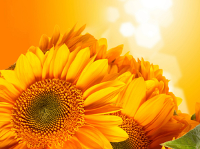 Sunflowers | Подсолнухи