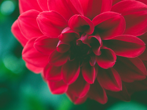 Botany | Ботаника