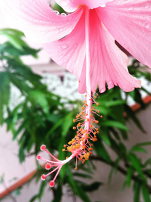 Botany | Ботаника