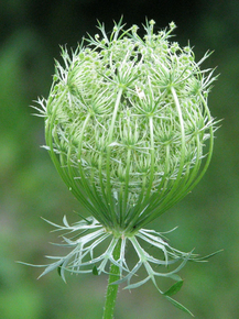 Botany | Ботаника