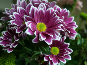 Botany | Ботаника Botany | Ботаника