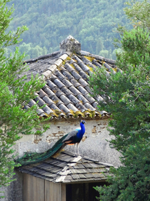 Provence | Прованс с птицами