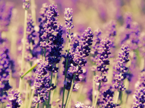 Provence | Прованс