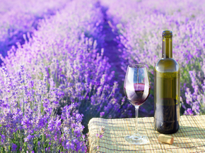 Provence | Прованс